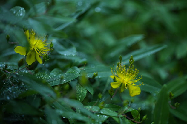 カールツァイス Carl Zeiss Otus 1.4/100 with Panasonic LUMIX DC-S1R